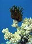 48- Une crinoide trone sur une acropore - Recifs Kouare